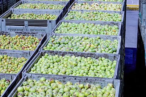 Cajas de fruta del Campo Mexicano